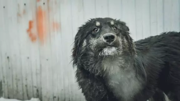 Избившего собаку во время прогулки жителя Екатеринбурга проверит полиция