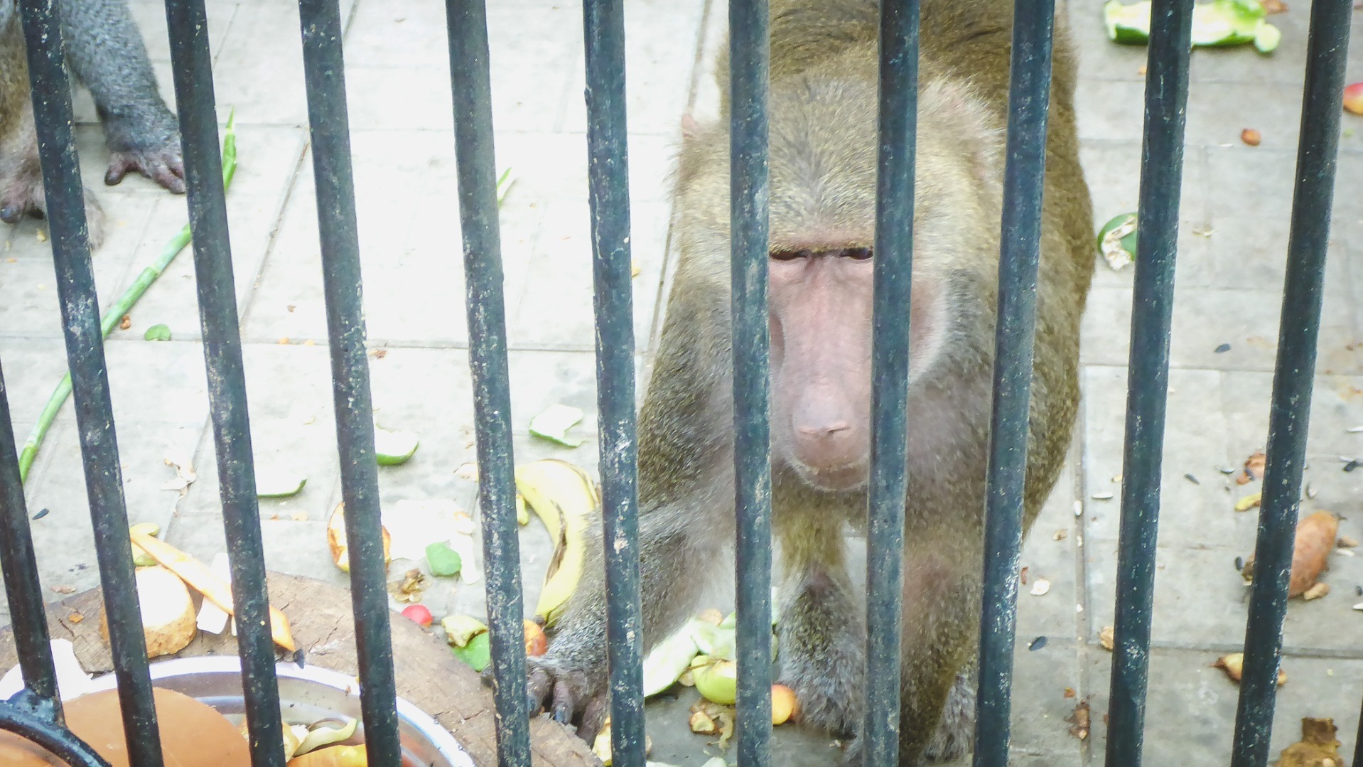 Первый случай оспы обезьян выявлен в России