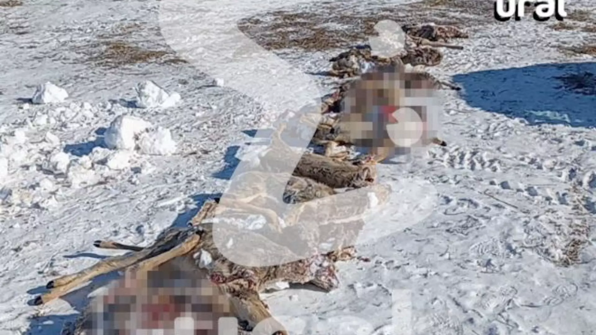 В Курганской области массово гибнут косули