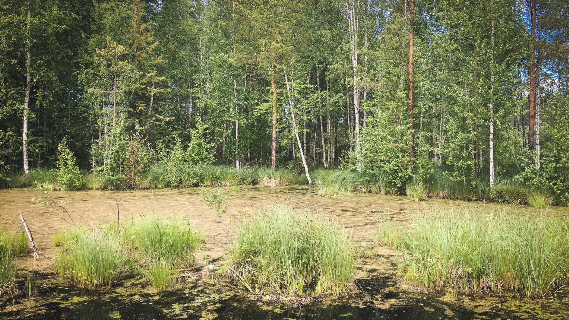 Жителей Свердловской области попросили не посещать лес в выходные