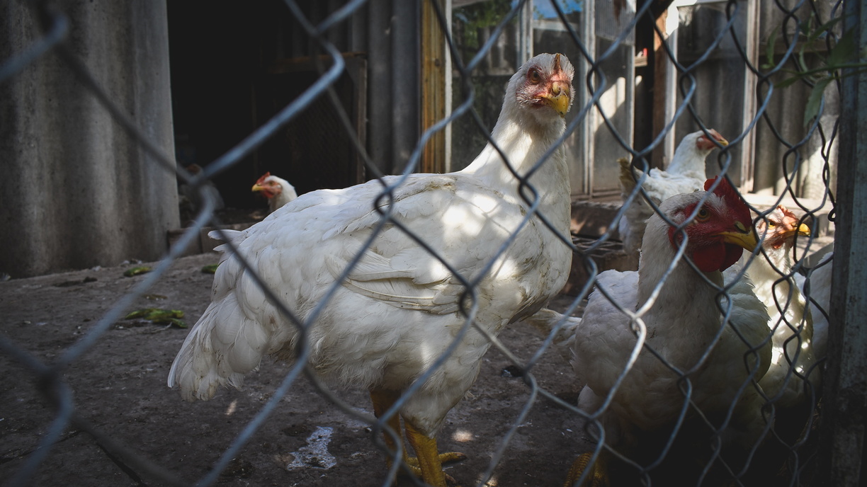 Директор среднеуральской птицефабрики признан виновным в загрязнении окружающей среды