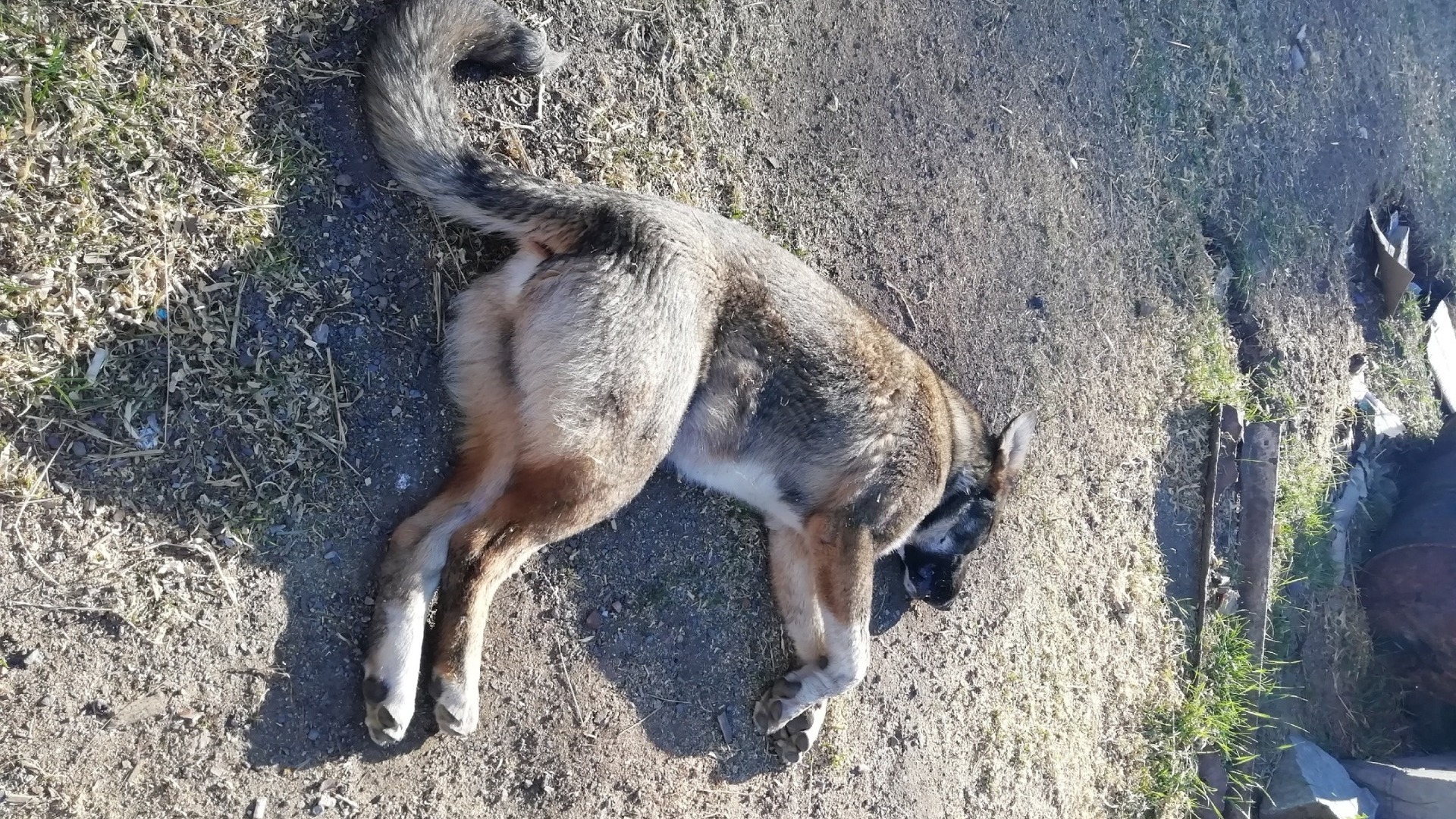 «Просто закрыли, и все»: полиция Нижнего Тагила не стала разбираться с убийством пса