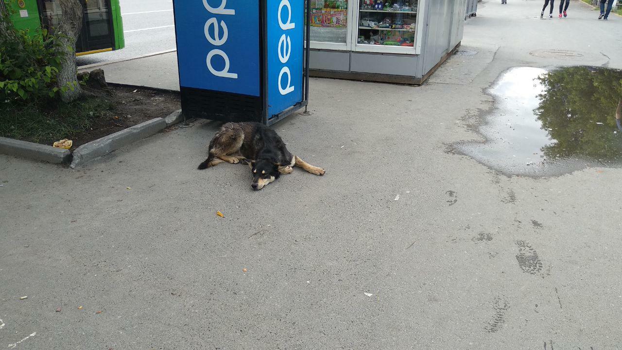 Неизвестные искалечили собаку в Екатеринбурге