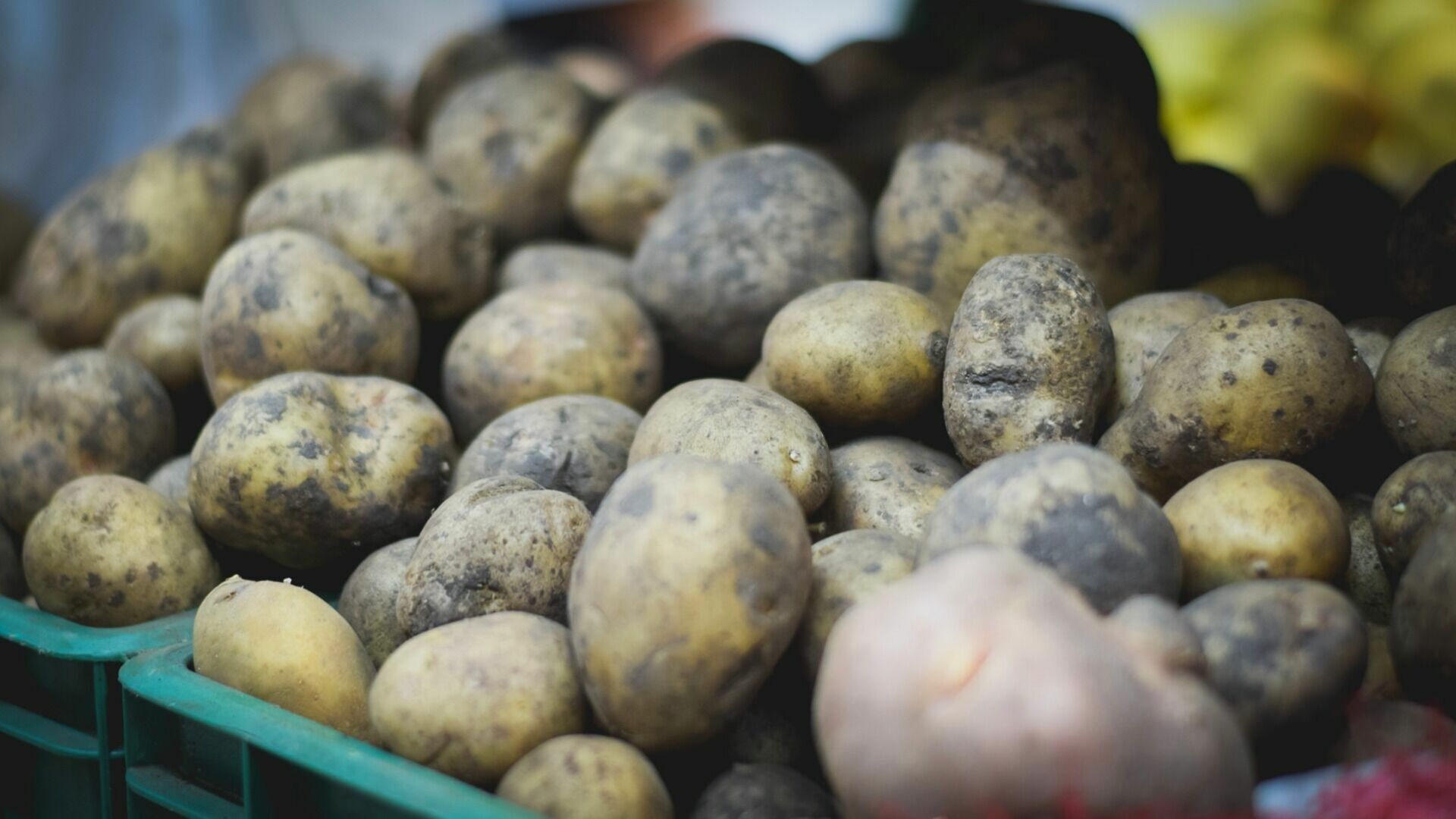 Опасный картофель был найден в Свердловской области
